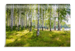 fototapeta las brzozowy nad rzeka