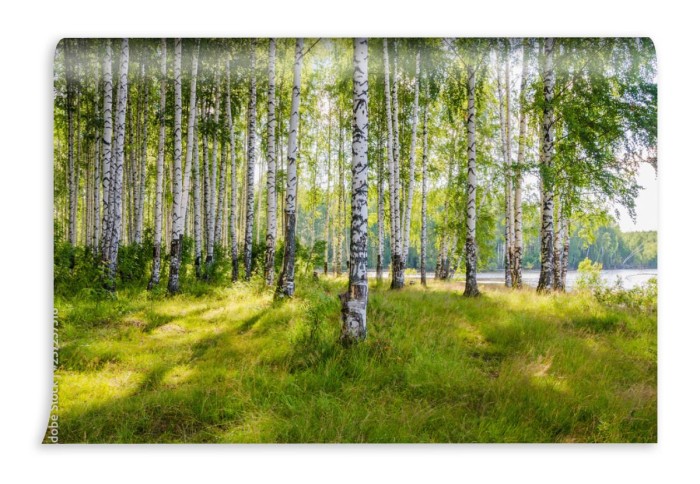fototapeta las brzozowy nad rzeka