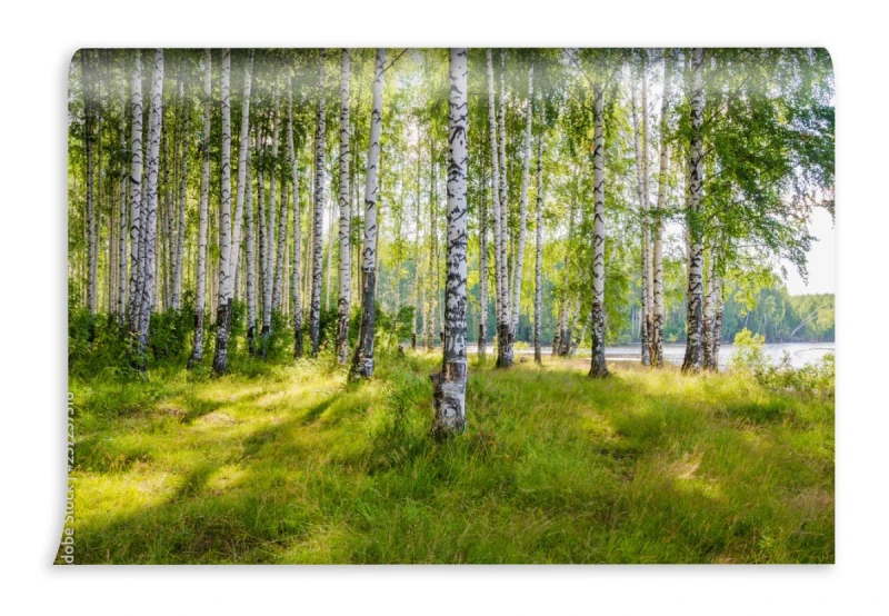 fototapeta las brzozowy nad rzeka