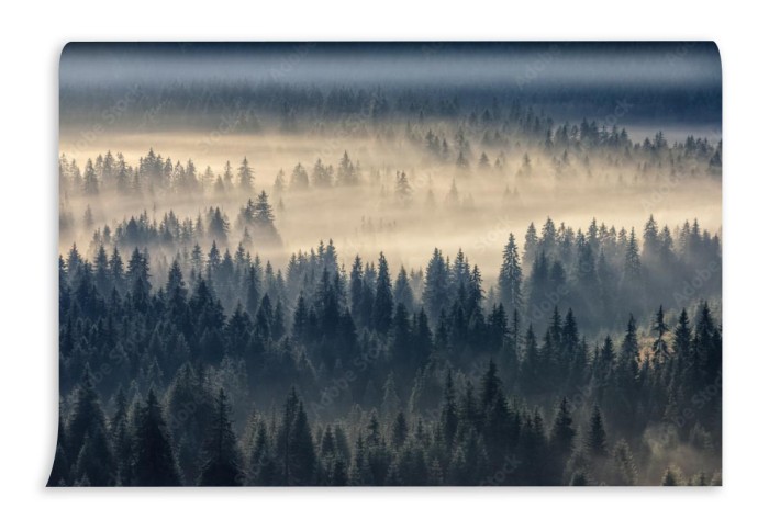 fototapeta las iglasty we mgle w gorach