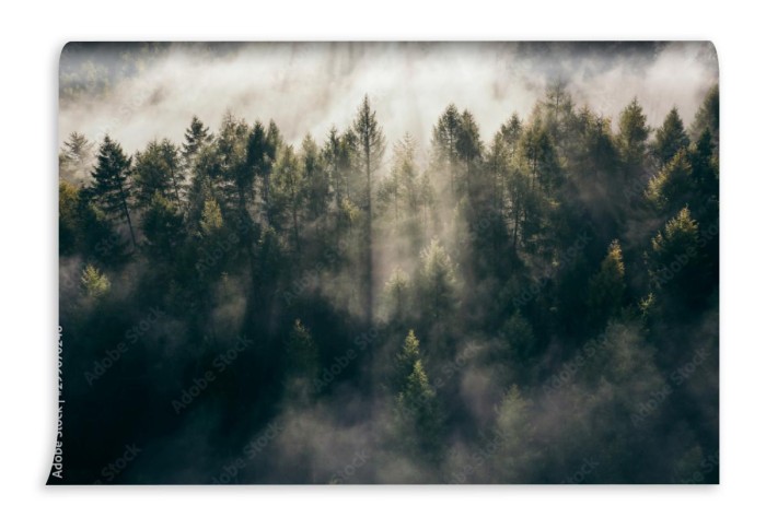 fototapeta las teutoburski we mgle