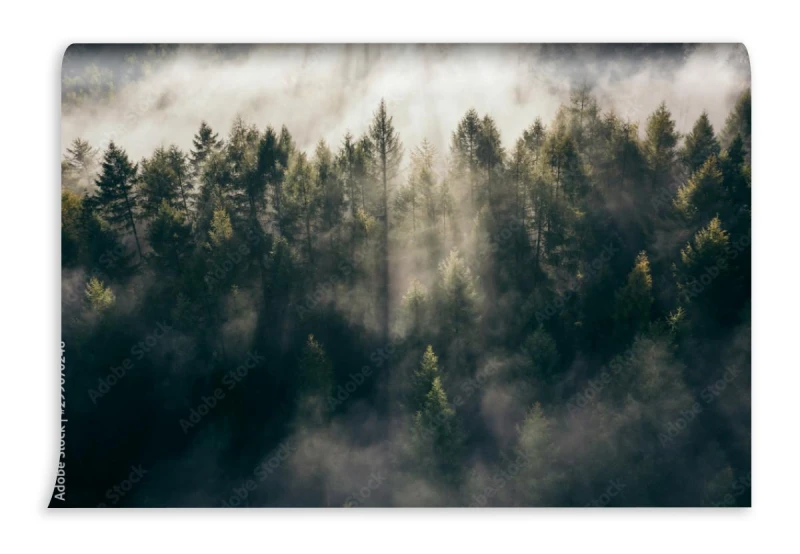 fototapeta las teutoburski we mgle