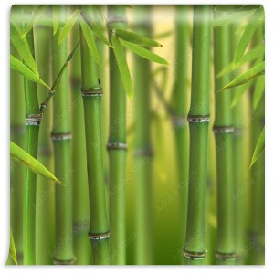 fototapeta lodygi bambusa
