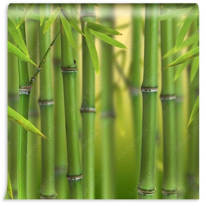 fototapeta lodygi bambusa