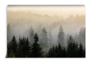 fototapeta mgla nad lasami sosnowymi szczegol gesty sos
