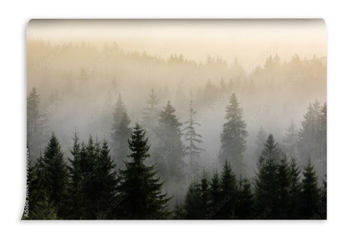 fototapeta mgla nad lasami sosnowymi szczegol gesty sos