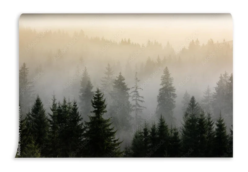 fototapeta mgla nad lasami sosnowymi szczegol gesty sos
