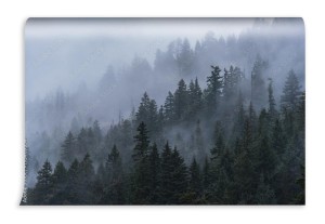 fototapeta mgliste drzewa lesne w polnocno zachodnim pacyfiku