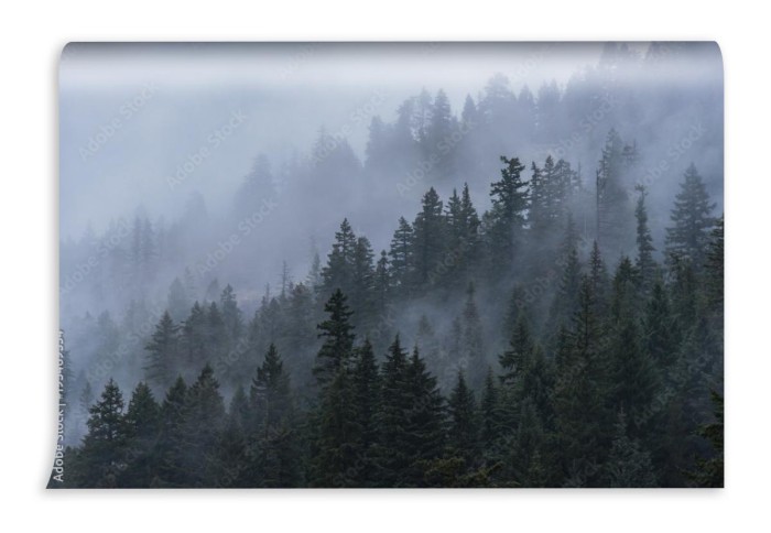 fototapeta mgliste drzewa lesne w polnocno zachodnim pacyfiku