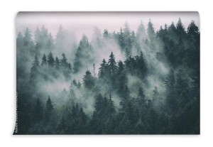 fototapeta mglisty krajobraz z jodlowego lasu