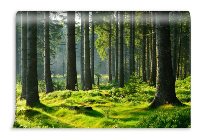 fototapeta nietkniety prawie naturalny las swierkowy w cieplym