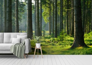 fototapeta nietkniety prawie naturalny las swierkowy w cieplym