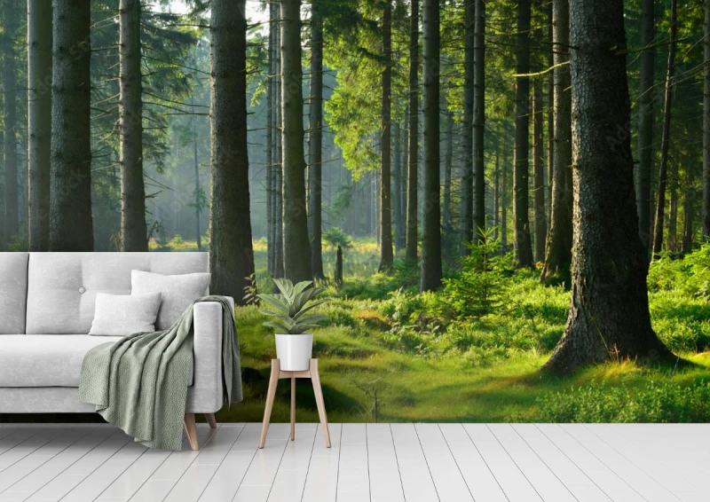 fototapeta nietkniety prawie naturalny las swierkowy w cieplym