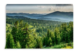 fototapeta piekny zachod slonca w lesie cedrowym przed