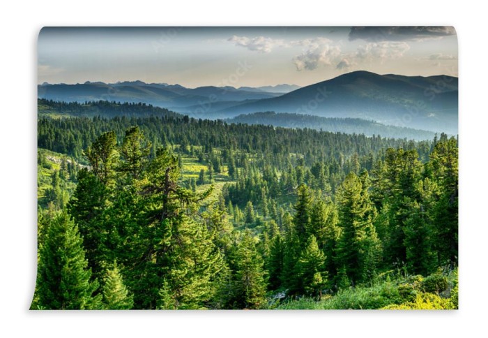 fototapeta piekny zachod slonca w lesie cedrowym przed