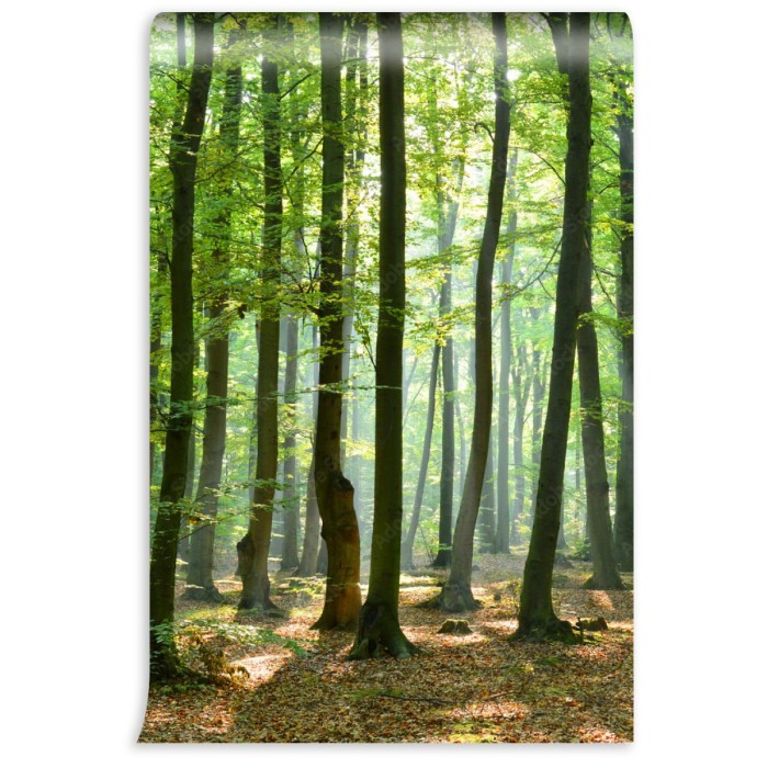 fototapeta poranek w lesie