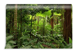 fototapeta rainforest queensland australia