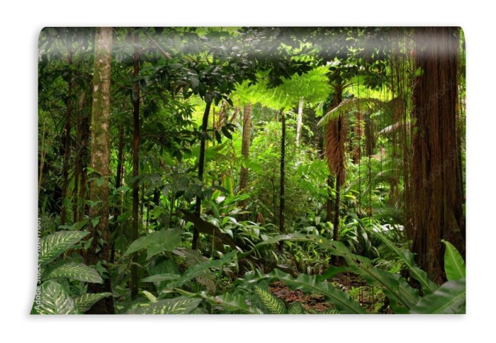 fototapeta rainforest queensland australia