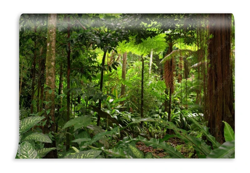 fototapeta rainforest queensland australia