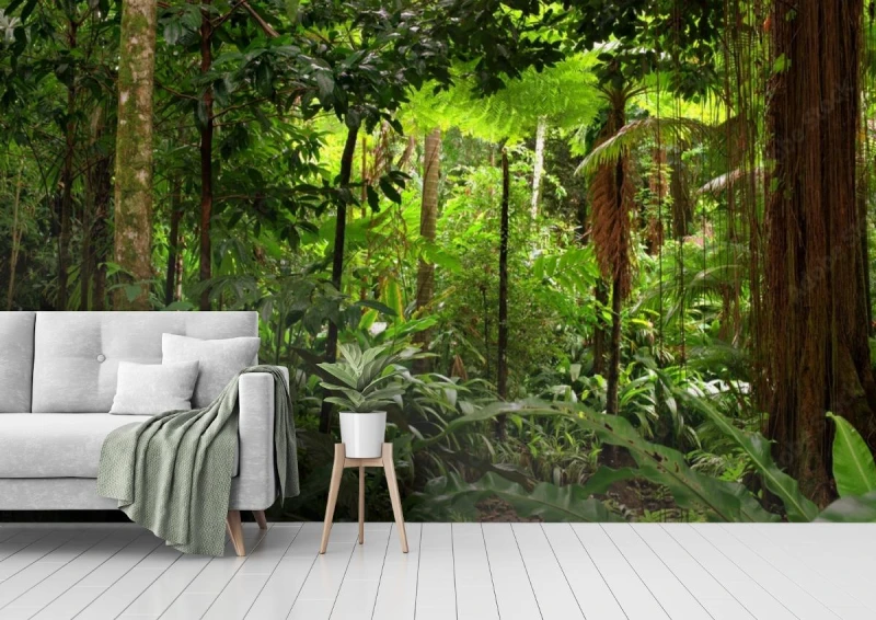 fototapeta rainforest queensland australia