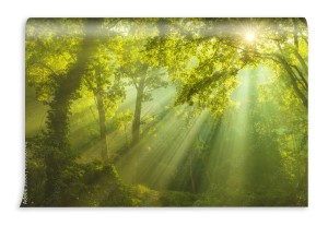 fototapeta sloneczny las slonce drzewa
