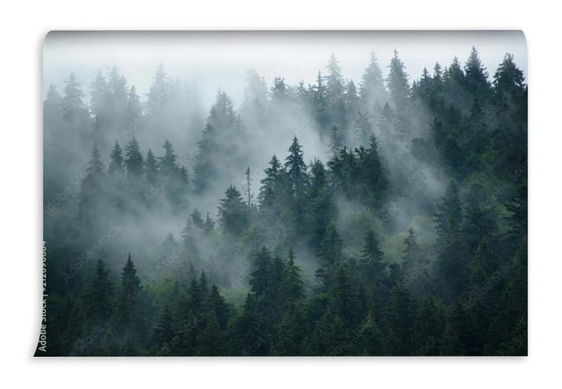 fototapeta wierzcholki drzew we mgle