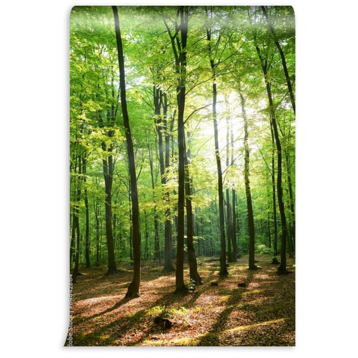 fototapeta wysokie drzewa i slonce