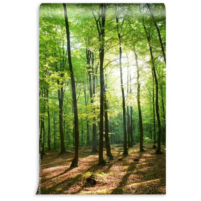 fototapeta wysokie drzewa i slonce