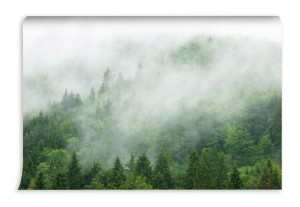 fototapeta zielony las chmury mgla