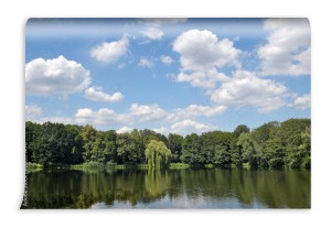 fototapeta wierzba