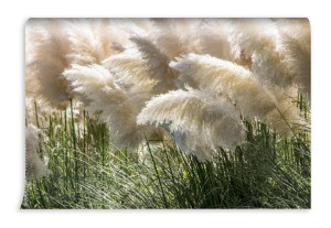 fototapeta biala trawa pampasowa cortaderia selloana krzewy in