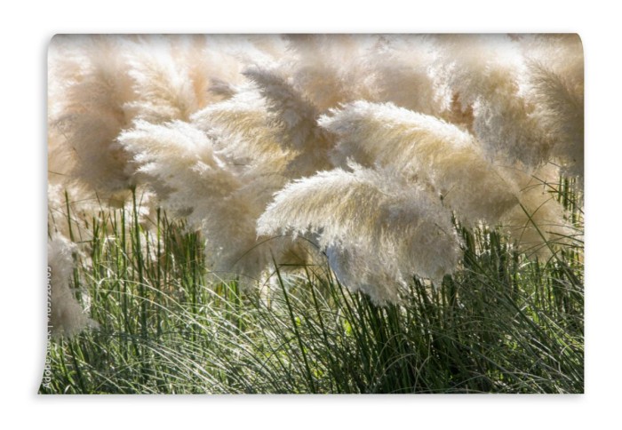 fototapeta biala trawa pampasowa cortaderia selloana krzewy in