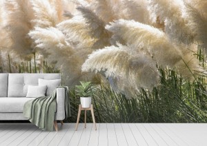 fototapeta biala trawa pampasowa cortaderia selloana krzewy in