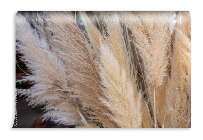 fototapeta cortaderia selloana lub trawa pampasowa z wdziekiem
