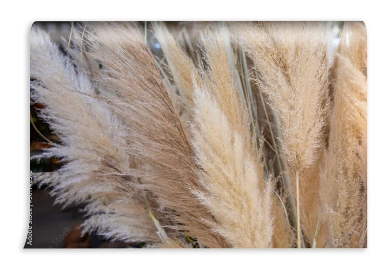 fototapeta cortaderia selloana lub trawa pampasowa z wdziekiem