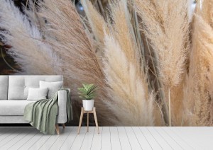 fototapeta cortaderia selloana lub trawa pampasowa z wdziekiem