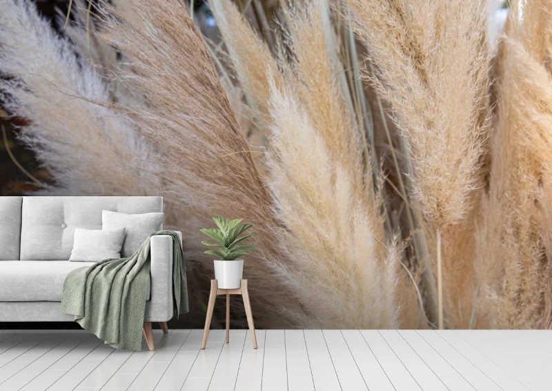 fototapeta cortaderia selloana lub trawa pampasowa z wdziekiem