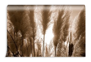 fototapeta cortaderia selloana lub ziola pampa