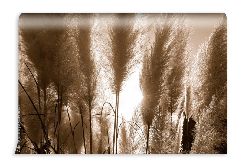 fototapeta cortaderia selloana lub ziola pampa