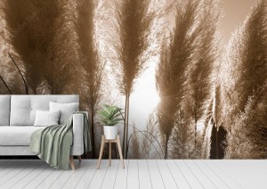 fototapeta cortaderia selloana lub ziola pampa
