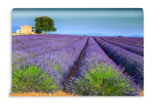 fototapeta kolorowi purpurowi lawend pola w provence