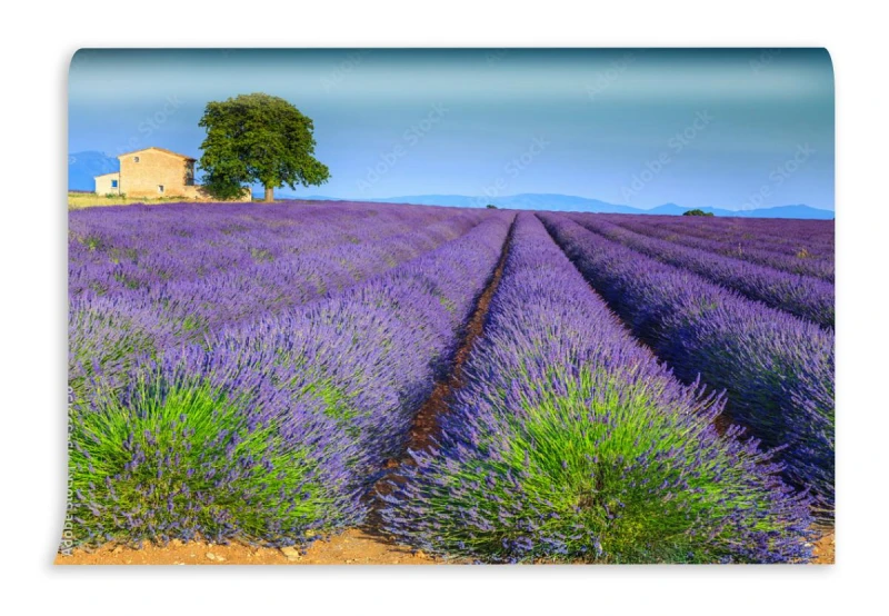 fototapeta kolorowi purpurowi lawend pola w provence