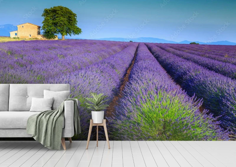 fototapeta kolorowi purpurowi lawend pola w provence