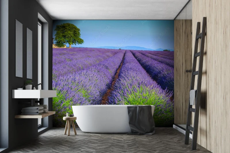 fototapeta kolorowi purpurowi lawend pola w provence