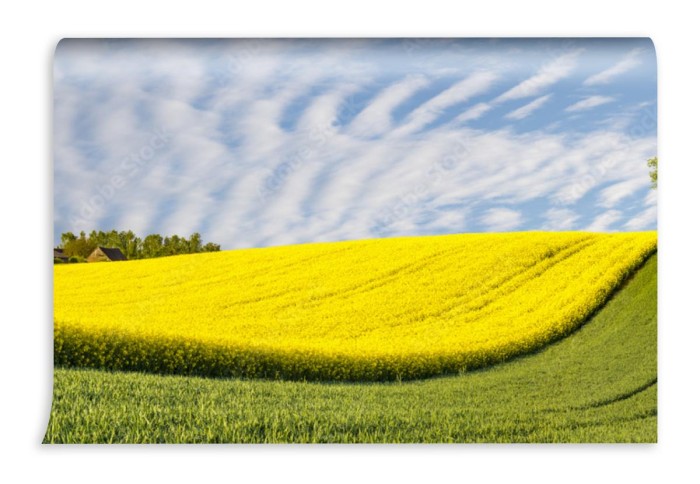 fototapeta panorama wiosenne zielone pole samotne drzewo na