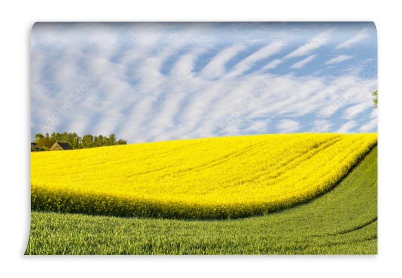 fototapeta panorama wiosenne zielone pole samotne drzewo na