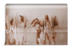 fototapeta suchy wystroj trawy pampasowej wzdluz bezowej sciany