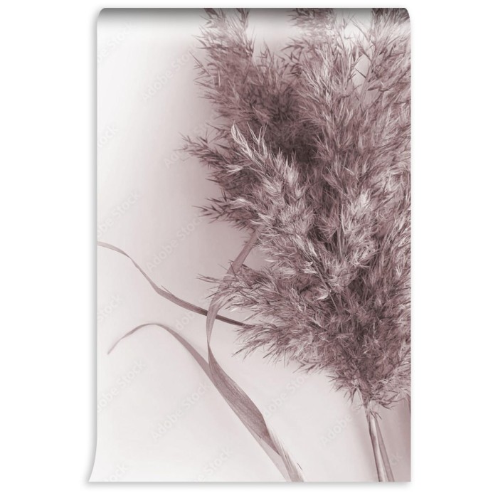 fototapeta suszone liscie roslin zdjecie botanicznej trawy pampasowej