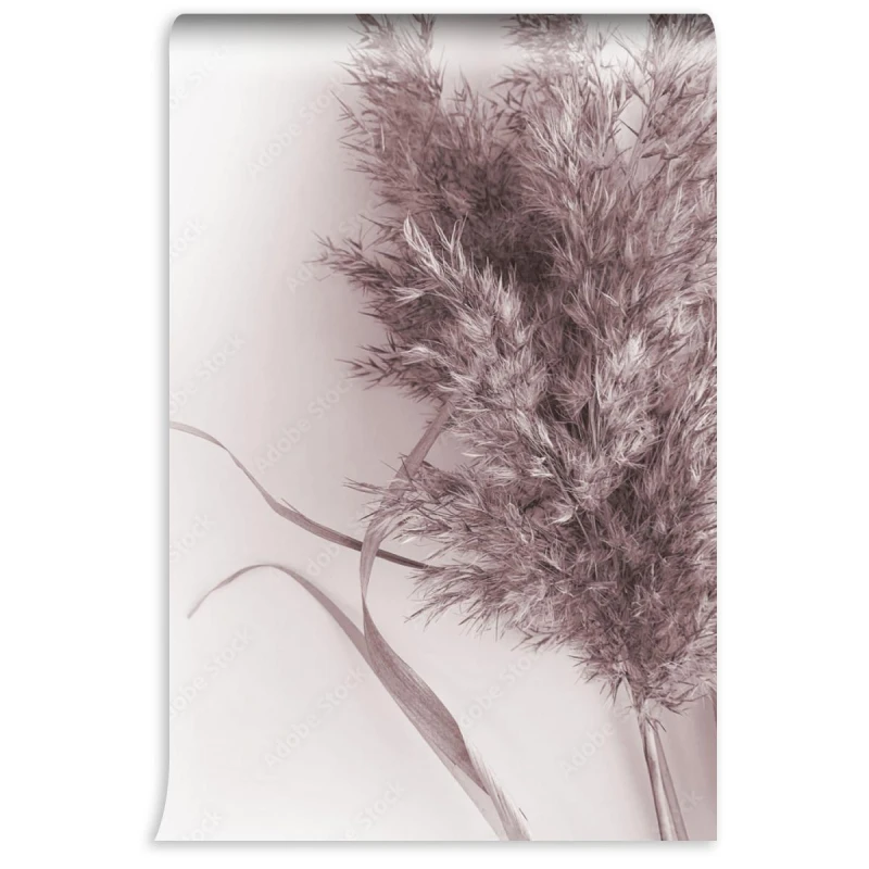 fototapeta suszone liscie roslin zdjecie botanicznej trawy pampasowej