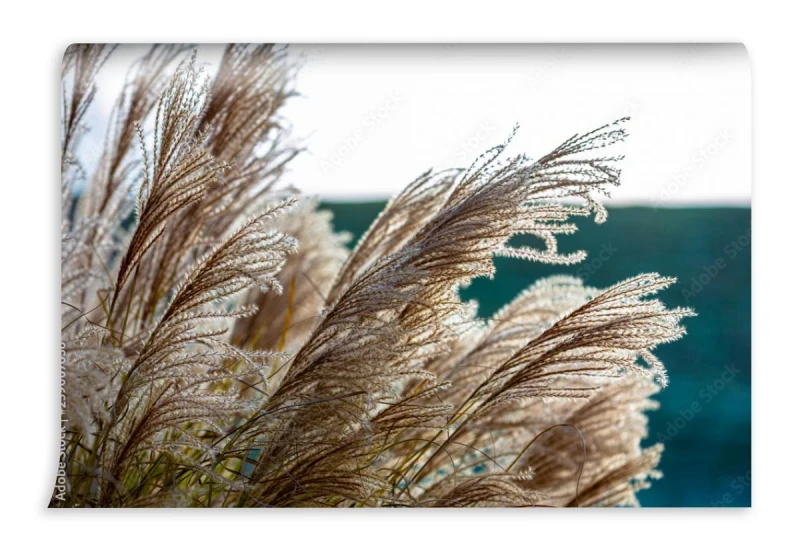 fototapeta trawa pampasowa cortaderia selloana